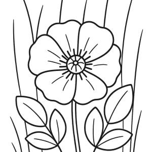 dibujo para colorear amapola preescolar