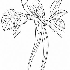 kleurplaat exotische vogel quetzal