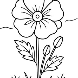 dibujo para colorear amapola niño