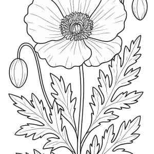 dibujo para colorear amapola gran formato