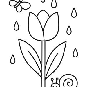 Tulipan
