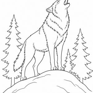 coloriage loup qui hurle réaliste