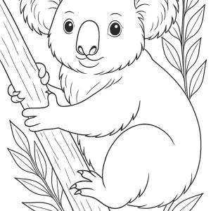 kolorowanka koala realistyczna