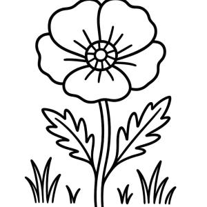 dibujo para colorear amapola fácil
