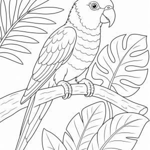 coloriage oiseau exotique loriquet