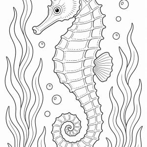 coloriage hippocampe réaliste